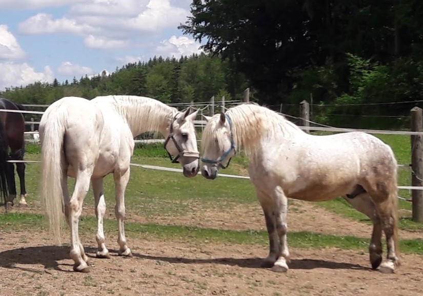 zwei weiße Pferde